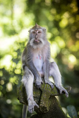 Monkey at Monkey Forest
