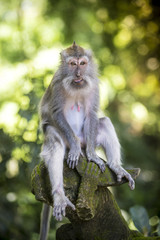 Monkey at Monkey Forest