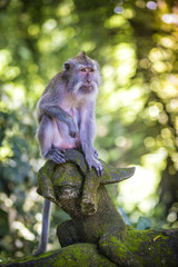 Monkey at Monkey Forest