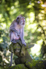 Monkey at Monkey Forest