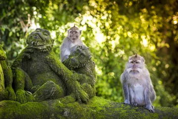 Papier Peint photo Singe Singe à Monkey Forest