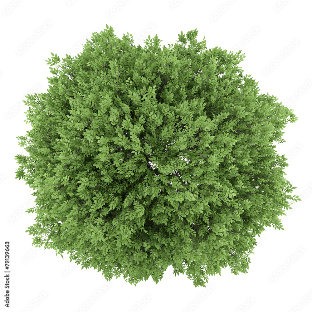 Wall mural top view of common walnut tree isolated on white background