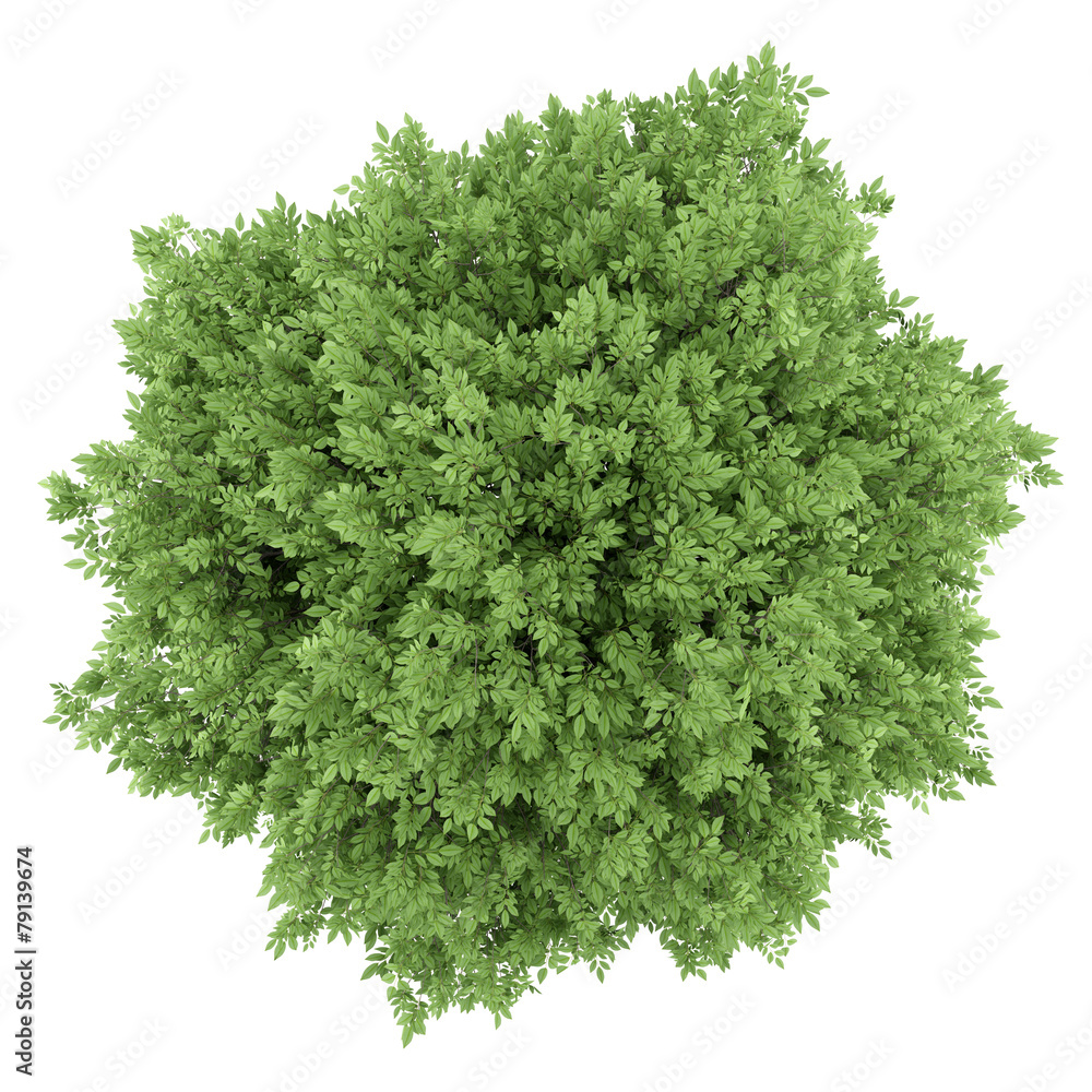 Wall mural top view of common walnut tree isolated on white background