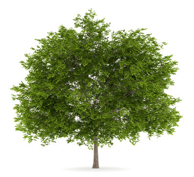 Fototapeta maidenhair tree isolated on white background