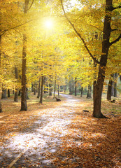 Autumn park and fallen leaves