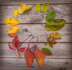 Autumn leaves lined in a circle