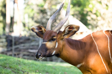 Naklejka na ściany i meble Bongo antelope at zoo