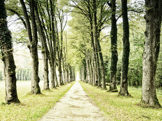 alley in the park (3)