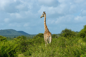 Giraffe in savanna, Kruger national park, South Africa