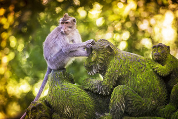 Monkey at Monkey Forest