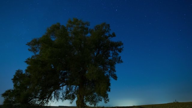 4k Timelapse of starry sky and stars moving over Lonely tree.