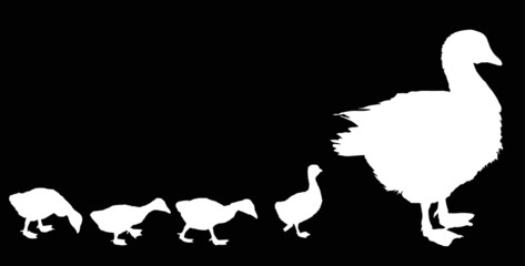 newborn gosling and goose silhouettes isolated on black