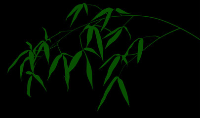 Fototapeta na wymiar green bamboo branch isolated on black background