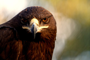 The Steppe Eagle