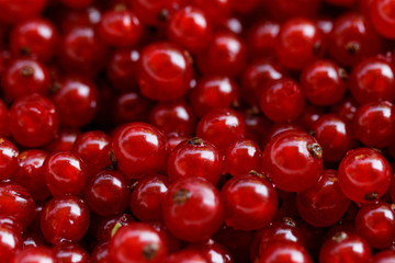 Background red currants