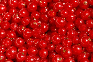 Background red currants