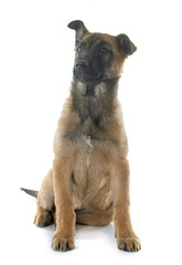 Obraz premium puppy malinois