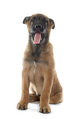 puppy malinois