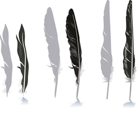 grey and black feathers isolated on white