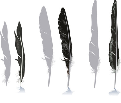 grey and black feathers isolated on white