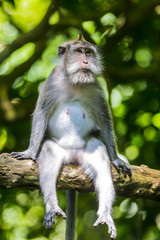 Monkey at Monkey Forest