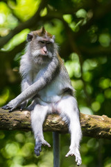 Monkey at Monkey Forest