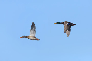 Pair of Mallards in Flight
