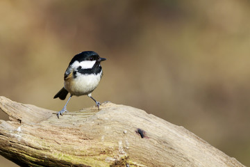 Coal Tit (Periparus ater)