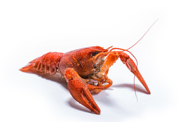 Boiled crawfish is isolated on a white background