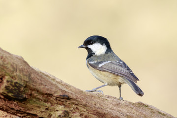 Coal Tit (Periparus ater)