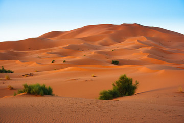 Fototapeta na wymiar Sand Dunes in the Sahara Desert in Morocco
