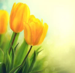 Zelfklevend Fotobehang Tulp Lente tulp bloemen groeien. Mooie gele tulpen close-up