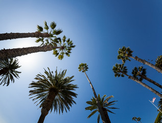 Naklejka premium Palm Trees in California