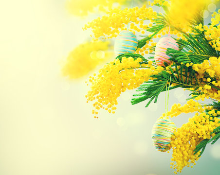 Easter holiday mimosa flowers decorated with colorful eggs