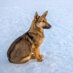 dog sitting on the ice of the river at sunset and looking