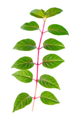 green branch of sapling fuchsia is isolated on white background