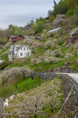 Fototapeta na wymiar Landscape with mountains. village in Norwegian fjords