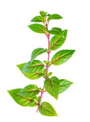 Fototapeta na wymiar green branch of fuchsia with red veins is isolated on white back
