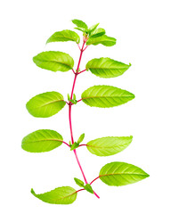 Fototapeta na wymiar green branch of fuchsia with long leafs is isolated on white bac