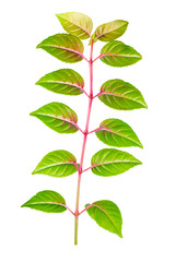 green branch of sapling fuchsia back turned to camera is isolate
