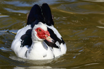Muscovy Duck (Cairina moschata)