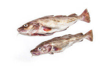 Couple of whole cod fish