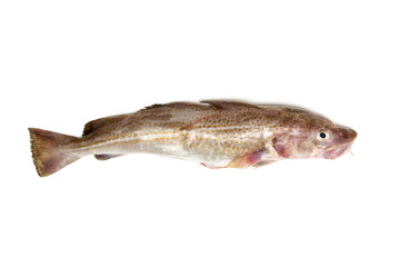 Fototapeta premium Whole cod fish