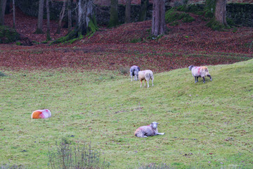 Autumn sheep