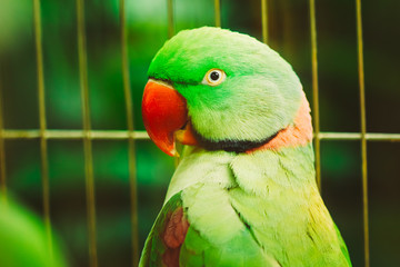 Close Up Alexandrine Parakeet Psittacula Eupatria. Bird Parrot
