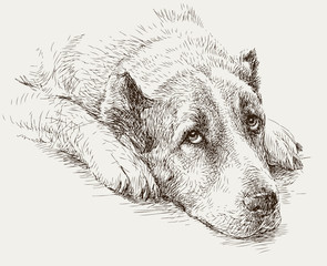 portrait of a sad dog