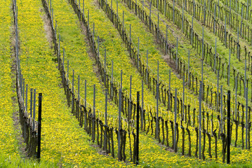 Weinberg im Frühling