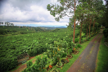 Fototapeta na wymiar Coffee Bean Plant cultivation in Costa Rica
