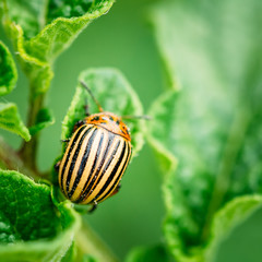 Macro shoot of potato bug on leaf
