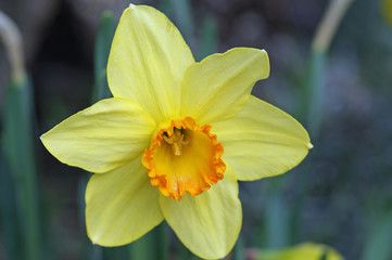Fototapeta premium Nahaufnahme Narzisse, Narcissus
